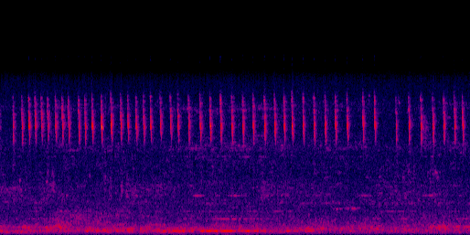 Espectrograma del canto de Colibrí Rabirrufo