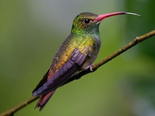 Colibrí Rabirrufo