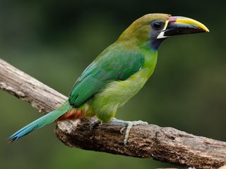 Tucancillo Verde