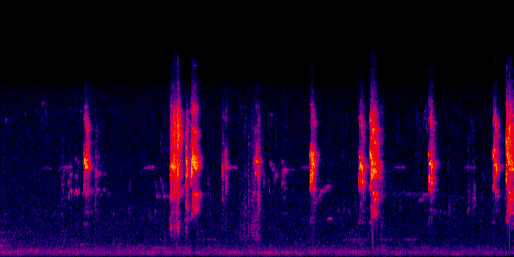 Espectrograma del canto de Zapoyolito