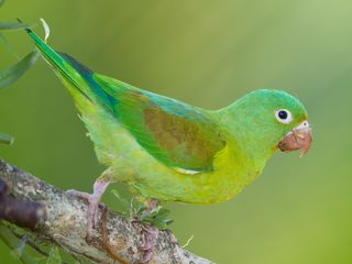 Zapoyolito