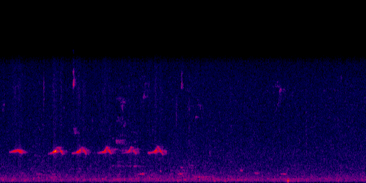 Espectrograma del canto de Gavilán Gris