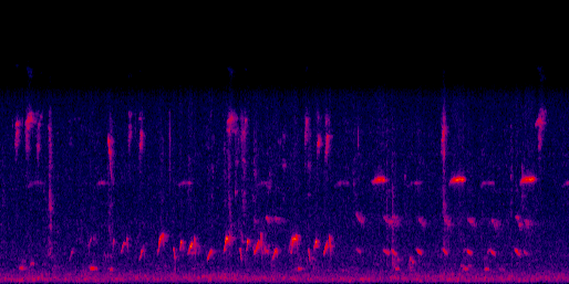 Espectrograma del canto de Chico piojo