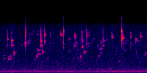 Espectrograma del canto de Zorzal Piquianaranjado