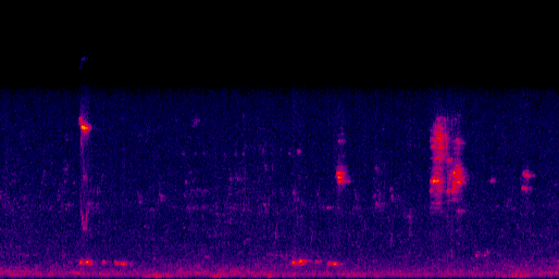 Espectrograma del canto de Cuclillo Piquigualdo