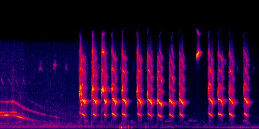 Espectrograma del canto de Piapia
