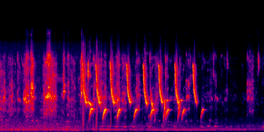 Espectrograma del canto de Tordo Cantor