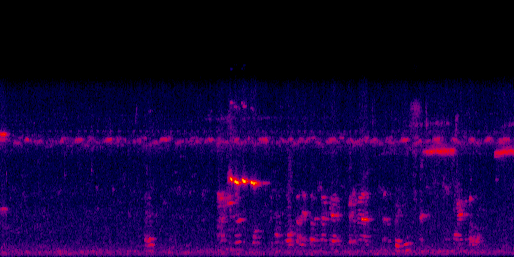 Espectrograma del canto de Momoto Cejiceleste