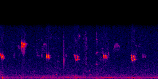 Espectrograma del canto de Agüío