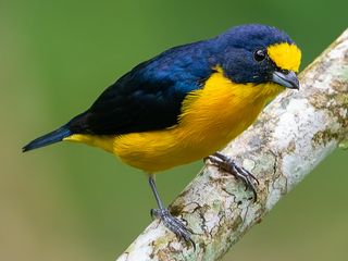 Agüío
