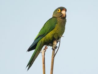 Perico Frentinaranja