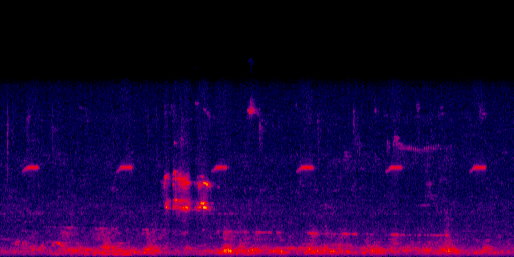 Espectrograma del canto de Halcón Peregrino