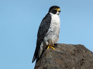 Halcón Peregrino