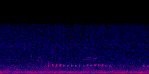 Espectrograma del canto de Mochuelo Común