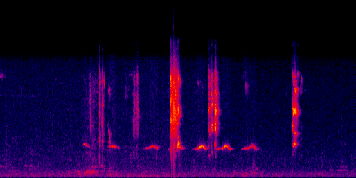 Espectrograma del canto de Chorcha