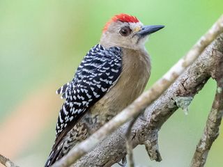Carpintero Nuquirrojo