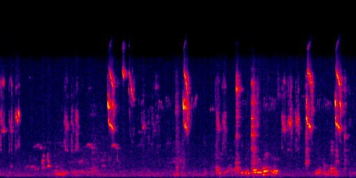 Espectrograma del canto de Mosquero Cejiblanco