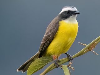 Mosquero Cejiblanco