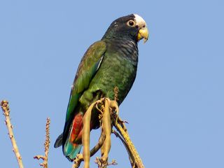 Chucuyo