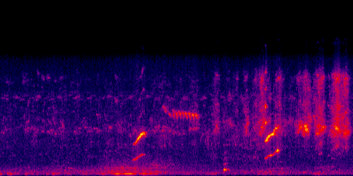 Espectrograma del canto de Polluela Sora