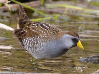 Polluela Sora