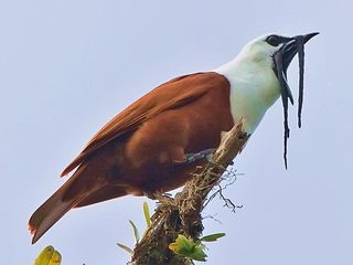 Pájaro campana