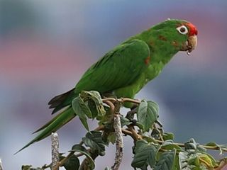 Perico Frentirrojo
