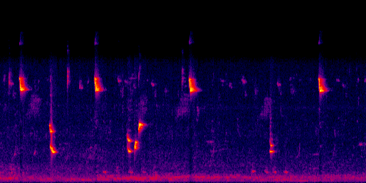 Espectrograma del canto de Sinsonte
