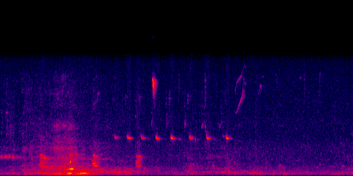 Espectrograma del canto de Tres pesos