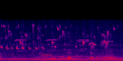 Espectrograma del canto de Batará Grande