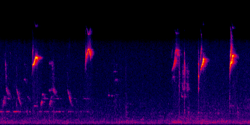 Espectrograma del canto de Tangara Aliamarilla