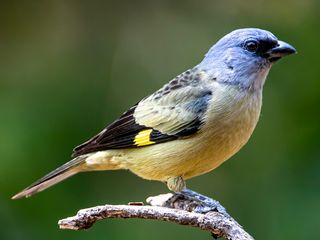 Tangara Aliamarilla