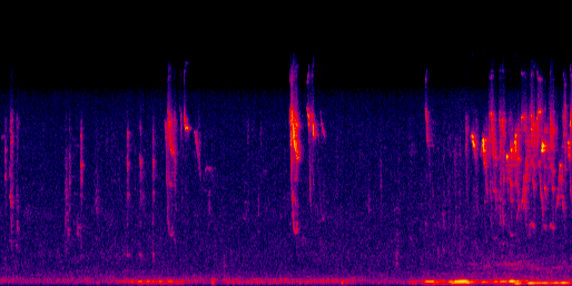 Espectrograma del canto de Viuda