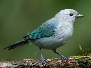 Viuda