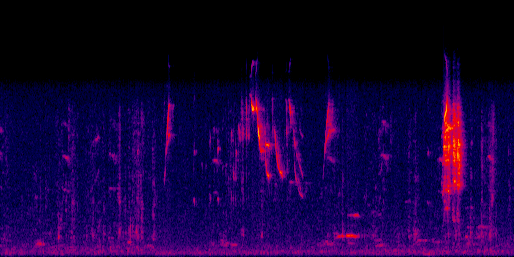 Espectrograma del canto de Tangara Palmera