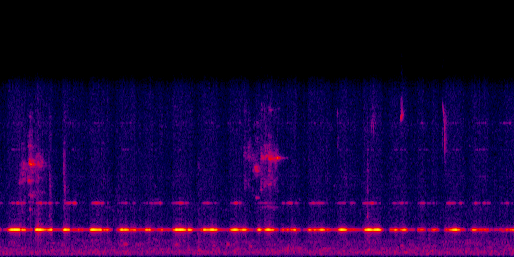 Espectrograma del canto de Gongolona