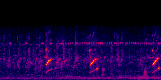 Espectrograma del canto de Yigüirro