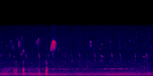 Espectrograma del canto de Tirano Tropical