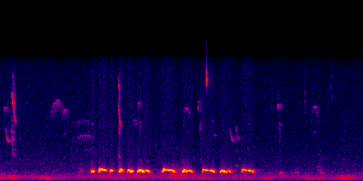 Espectrograma del canto de Paloma Aliblanca
